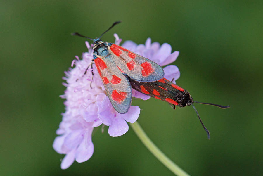 Zygaena loti?